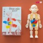 หนังสือระบบร่างกายมนุษย์ ระดับประถม แถมพร้อมโมเดลร่างกายมนุษย์ Human Body และการ์ดคำศัพท์อังกฤษ - ไทย อวัยวะภายใน 11 ใบ